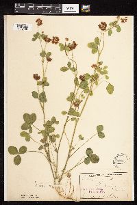 Trifolium hybridum image