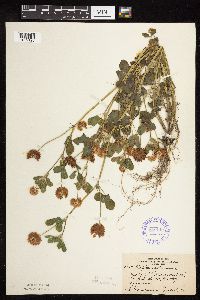 Trifolium hybridum image