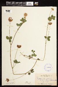 Trifolium hybridum image