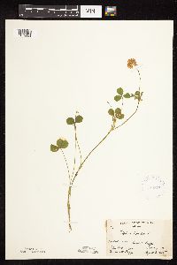 Trifolium hybridum image