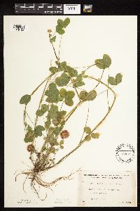 Trifolium hybridum image