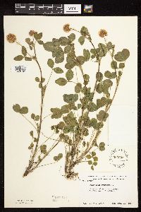 Trifolium hybridum image