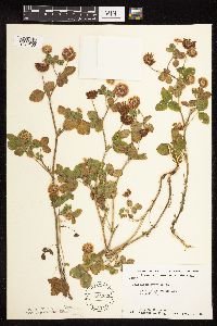 Trifolium hybridum image