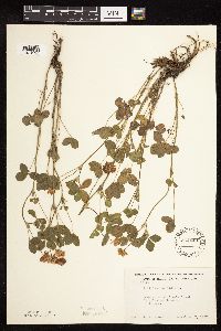 Trifolium hybridum image