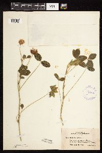 Trifolium hybridum image