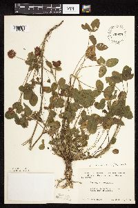 Trifolium hybridum image