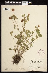Trifolium hybridum image