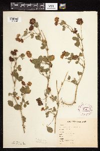 Trifolium hybridum image
