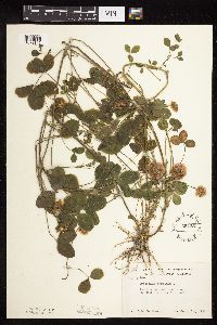 Trifolium hybridum image