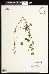 Trifolium hybridum image