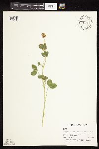 Trifolium hybridum image