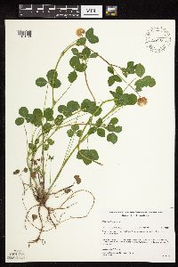 Trifolium hybridum image