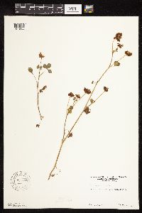 Trifolium hybridum image