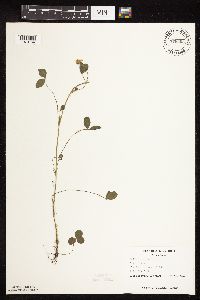 Trifolium hybridum image