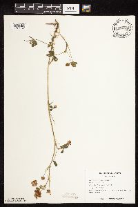 Trifolium hybridum image