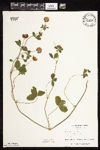 Trifolium hybridum image