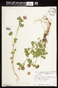 Trifolium hybridum image