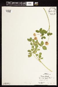 Trifolium hybridum image