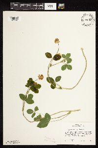 Trifolium hybridum image