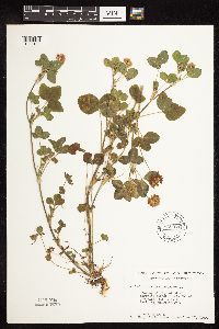 Trifolium hybridum image