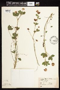 Trifolium hybridum image