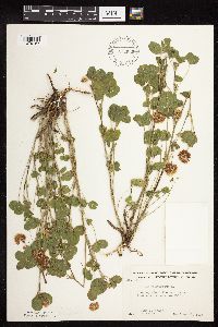 Trifolium hybridum image