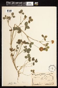 Trifolium hybridum image