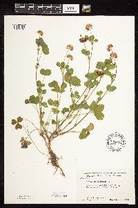 Trifolium hybridum image