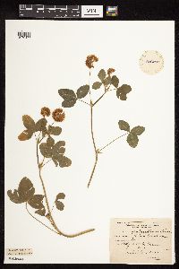 Trifolium hybridum image