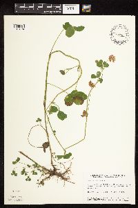 Trifolium hybridum image