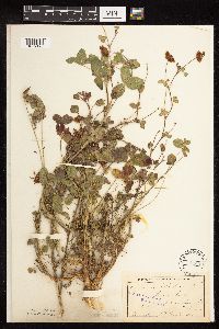 Trifolium hybridum image