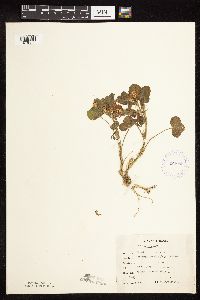 Trifolium hybridum image