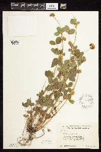 Trifolium hybridum image