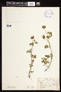 Trifolium hybridum image