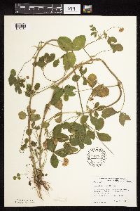 Trifolium hybridum image