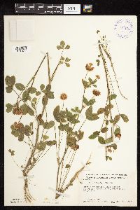 Trifolium hybridum image