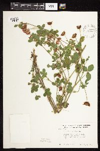 Trifolium hybridum image