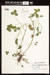 Trifolium hybridum image