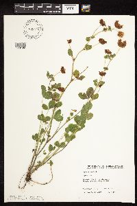 Trifolium hybridum image