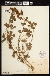 Trifolium incarnatum image