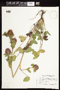 Trifolium pratense image