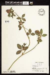 Trifolium pratense image