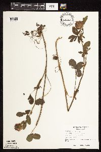 Trifolium pratense image