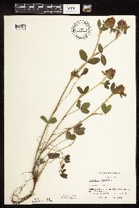 Trifolium pratense image