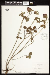 Image of Trifolium pratense