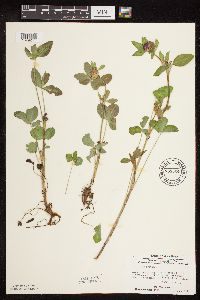 Trifolium pratense image