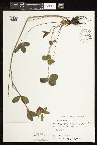 Trifolium pratense image