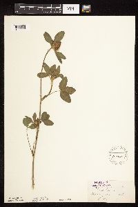Trifolium pratense image