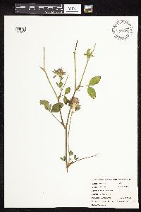 Trifolium pratense image