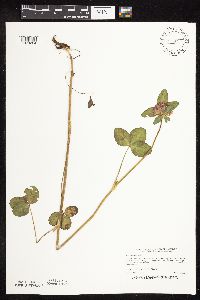Trifolium pratense image